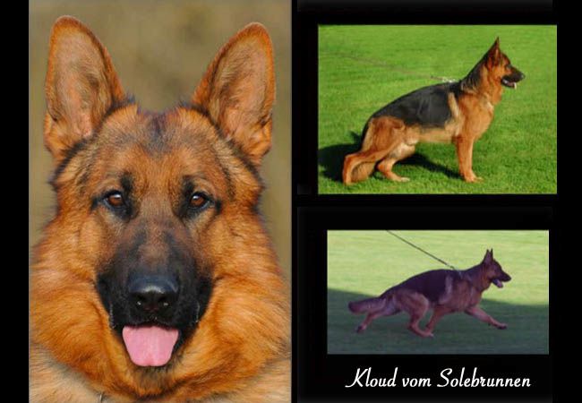 VA Kloud vom Solebrunnen | Haus Juris German Shepherds